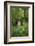 Africa, Uganda, Kibale National Park. Young adult male chimpanzee, 'Wes'-Kristin Mosher-Framed Photographic Print