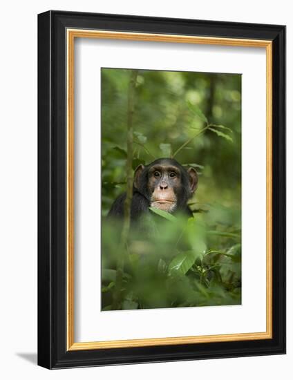 Africa, Uganda, Kibale National Park. Young adult male chimpanzee, 'Wes'-Kristin Mosher-Framed Photographic Print