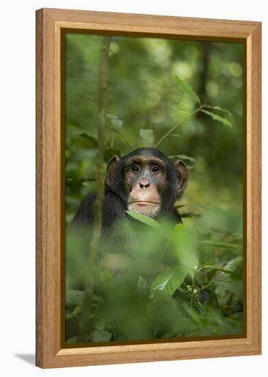 Africa, Uganda, Kibale National Park. Young adult male chimpanzee, 'Wes'-Kristin Mosher-Framed Premier Image Canvas