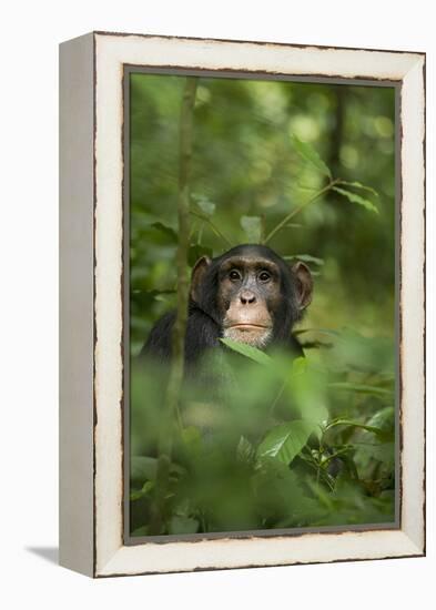 Africa, Uganda, Kibale National Park. Young adult male chimpanzee, 'Wes'-Kristin Mosher-Framed Premier Image Canvas