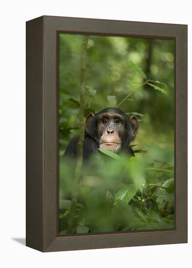 Africa, Uganda, Kibale National Park. Young adult male chimpanzee, 'Wes'-Kristin Mosher-Framed Premier Image Canvas