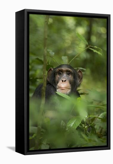 Africa, Uganda, Kibale National Park. Young adult male chimpanzee, 'Wes'-Kristin Mosher-Framed Premier Image Canvas