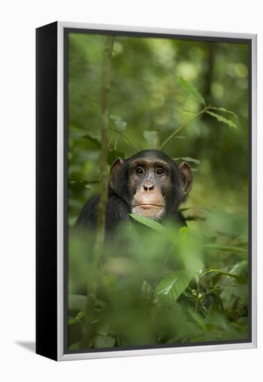 Africa, Uganda, Kibale National Park. Young adult male chimpanzee, 'Wes'-Kristin Mosher-Framed Premier Image Canvas