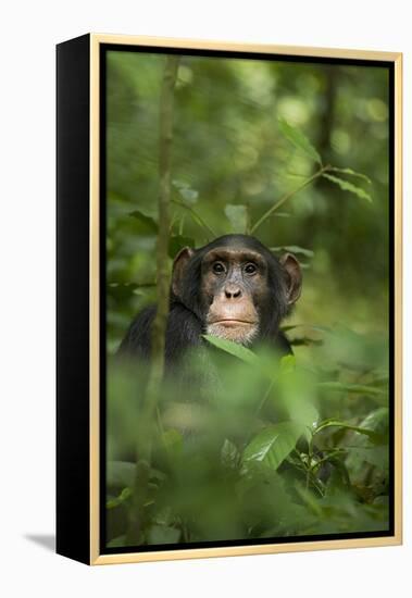 Africa, Uganda, Kibale National Park. Young adult male chimpanzee, 'Wes'-Kristin Mosher-Framed Premier Image Canvas