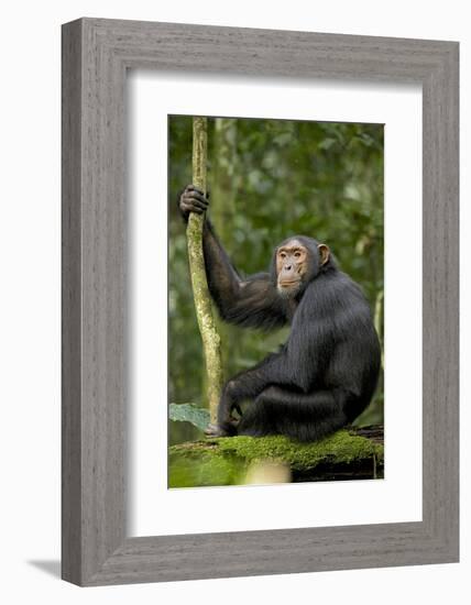 Africa, Uganda, Kibale National Park. Young chimpanzee listening.-Kristin Mosher-Framed Photographic Print