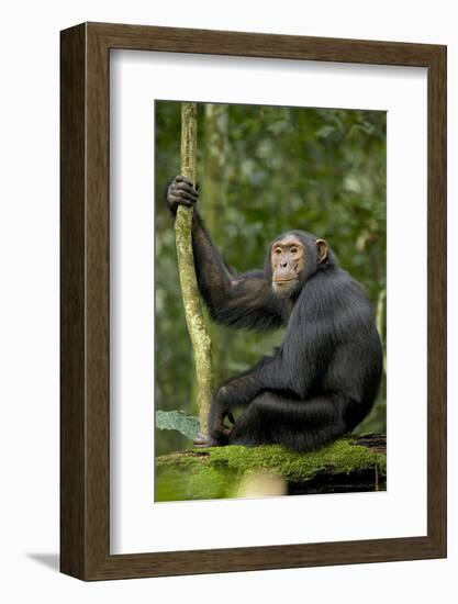 Africa, Uganda, Kibale National Park. Young chimpanzee listening.-Kristin Mosher-Framed Photographic Print