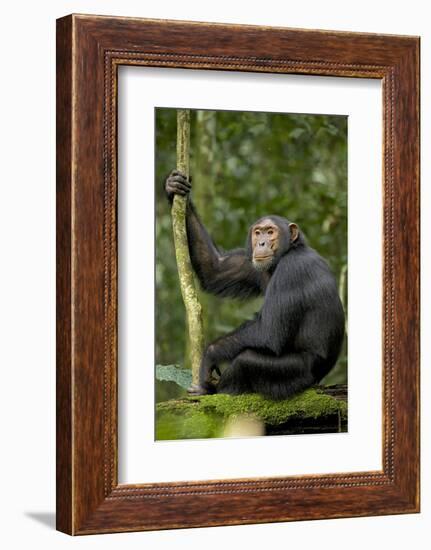 Africa, Uganda, Kibale National Park. Young chimpanzee listening.-Kristin Mosher-Framed Photographic Print