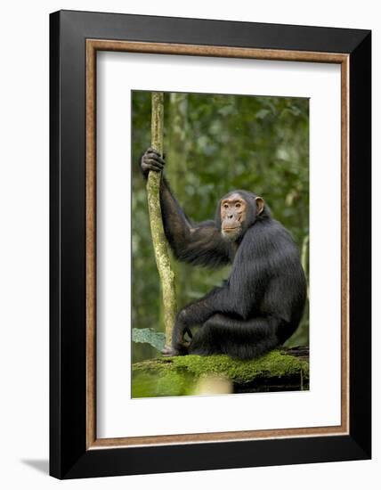 Africa, Uganda, Kibale National Park. Young chimpanzee listening.-Kristin Mosher-Framed Photographic Print