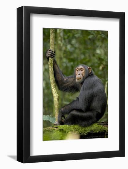 Africa, Uganda, Kibale National Park. Young chimpanzee listening.-Kristin Mosher-Framed Photographic Print