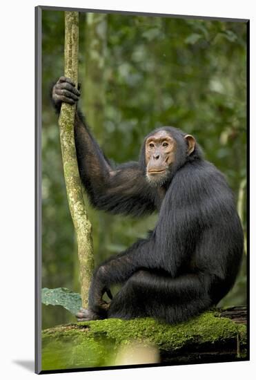 Africa, Uganda, Kibale National Park. Young chimpanzee listening.-Kristin Mosher-Mounted Photographic Print