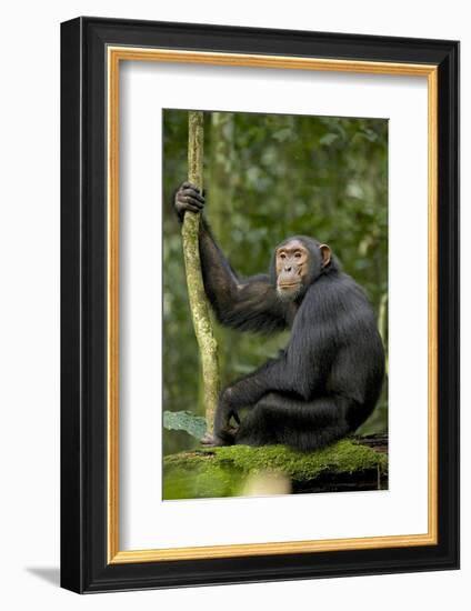 Africa, Uganda, Kibale National Park. Young chimpanzee listening.-Kristin Mosher-Framed Photographic Print