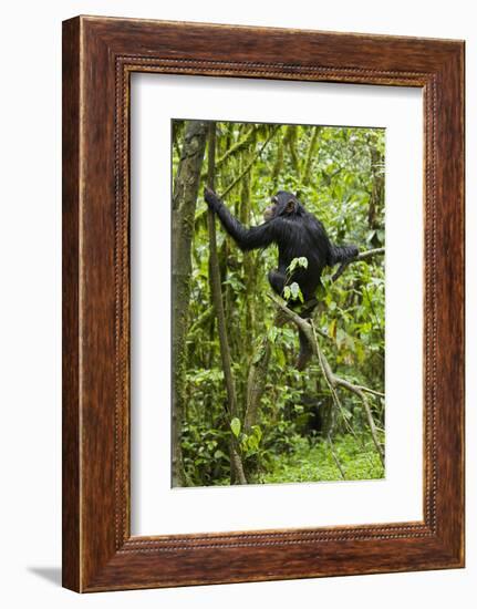 Africa, Uganda, Kibale National Park. Young chimpanzee wet with rain.-Kristin Mosher-Framed Photographic Print