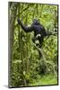 Africa, Uganda, Kibale National Park. Young chimpanzee wet with rain.-Kristin Mosher-Mounted Photographic Print
