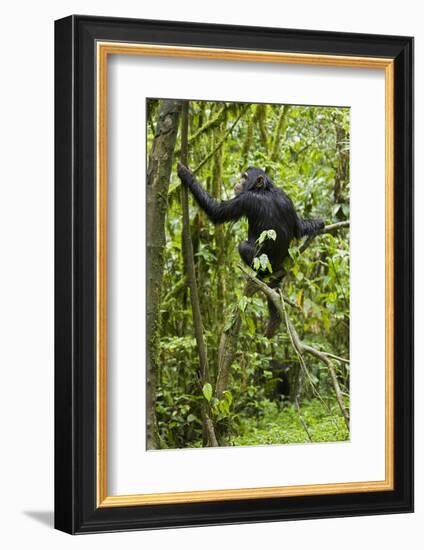 Africa, Uganda, Kibale National Park. Young chimpanzee wet with rain.-Kristin Mosher-Framed Photographic Print
