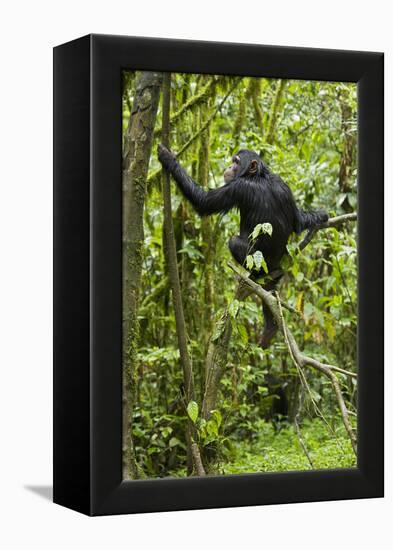 Africa, Uganda, Kibale National Park. Young chimpanzee wet with rain.-Kristin Mosher-Framed Premier Image Canvas