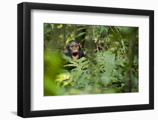 Africa, Uganda, Kibale National Park. Young juvenile chimpanzee sits yawning.-Kristin Mosher-Framed Photographic Print