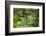 Africa, Uganda, Kibale National Park. Young juvenile chimpanzee sits yawning.-Kristin Mosher-Framed Photographic Print