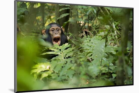 Africa, Uganda, Kibale National Park. Young juvenile chimpanzee sits yawning.-Kristin Mosher-Mounted Photographic Print