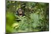 Africa, Uganda, Kibale National Park. Young juvenile chimpanzee sits yawning.-Kristin Mosher-Mounted Photographic Print