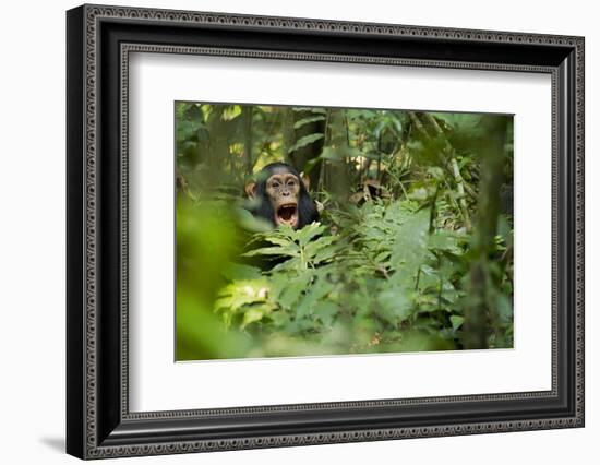 Africa, Uganda, Kibale National Park. Young juvenile chimpanzee sits yawning.-Kristin Mosher-Framed Photographic Print