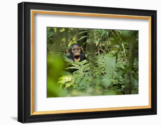 Africa, Uganda, Kibale National Park. Young juvenile chimpanzee sits yawning.-Kristin Mosher-Framed Photographic Print