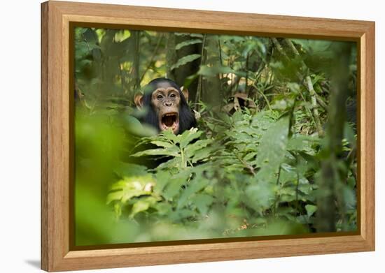 Africa, Uganda, Kibale National Park. Young juvenile chimpanzee sits yawning.-Kristin Mosher-Framed Premier Image Canvas