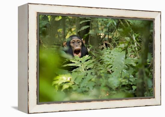 Africa, Uganda, Kibale National Park. Young juvenile chimpanzee sits yawning.-Kristin Mosher-Framed Premier Image Canvas