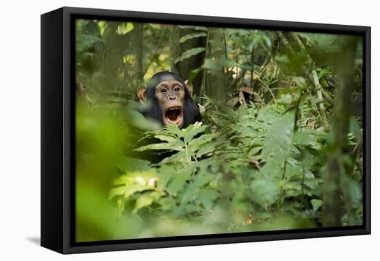 Africa, Uganda, Kibale National Park. Young juvenile chimpanzee sits yawning.-Kristin Mosher-Framed Premier Image Canvas