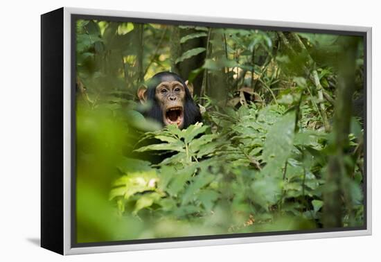 Africa, Uganda, Kibale National Park. Young juvenile chimpanzee sits yawning.-Kristin Mosher-Framed Premier Image Canvas