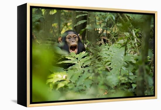 Africa, Uganda, Kibale National Park. Young juvenile chimpanzee sits yawning.-Kristin Mosher-Framed Premier Image Canvas