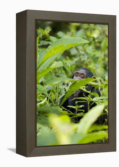 Africa, Uganda, Kibale National Park. Young juvenile chimpanzee.-Kristin Mosher-Framed Premier Image Canvas