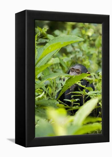 Africa, Uganda, Kibale National Park. Young juvenile chimpanzee.-Kristin Mosher-Framed Premier Image Canvas