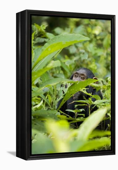 Africa, Uganda, Kibale National Park. Young juvenile chimpanzee.-Kristin Mosher-Framed Premier Image Canvas