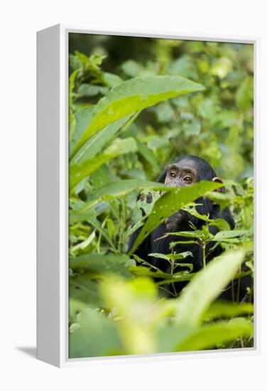 Africa, Uganda, Kibale National Park. Young juvenile chimpanzee.-Kristin Mosher-Framed Premier Image Canvas