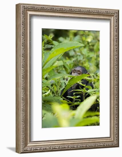 Africa, Uganda, Kibale National Park. Young juvenile chimpanzee.-Kristin Mosher-Framed Photographic Print