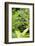 Africa, Uganda, Kibale National Park. Young juvenile chimpanzee.-Kristin Mosher-Framed Photographic Print