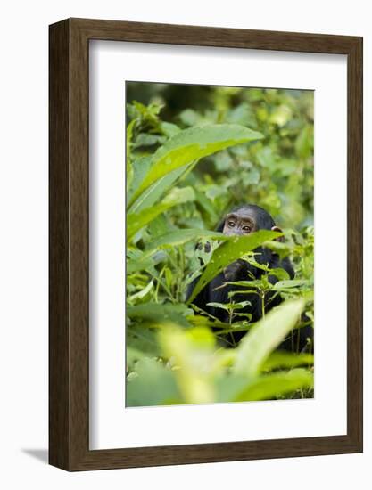 Africa, Uganda, Kibale National Park. Young juvenile chimpanzee.-Kristin Mosher-Framed Photographic Print