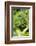 Africa, Uganda, Kibale National Park. Young juvenile chimpanzee.-Kristin Mosher-Framed Photographic Print