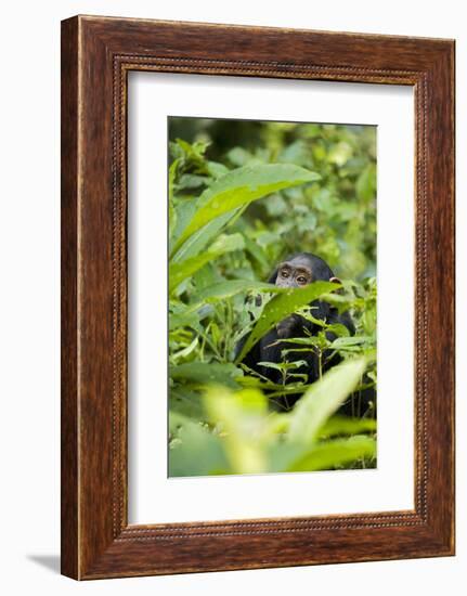 Africa, Uganda, Kibale National Park. Young juvenile chimpanzee.-Kristin Mosher-Framed Photographic Print