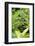 Africa, Uganda, Kibale National Park. Young juvenile chimpanzee.-Kristin Mosher-Framed Photographic Print