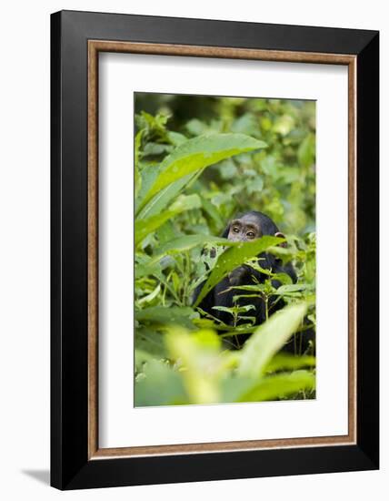 Africa, Uganda, Kibale National Park. Young juvenile chimpanzee.-Kristin Mosher-Framed Photographic Print