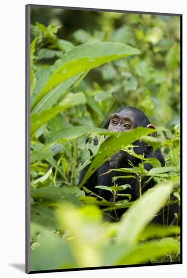 Africa, Uganda, Kibale National Park. Young juvenile chimpanzee.-Kristin Mosher-Mounted Photographic Print