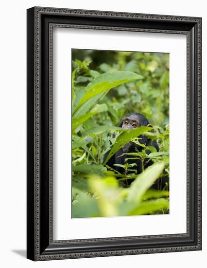 Africa, Uganda, Kibale National Park. Young juvenile chimpanzee.-Kristin Mosher-Framed Photographic Print