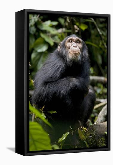 Africa, Uganda, Kibale National Park. Young male chimpanzee.-Kristin Mosher-Framed Premier Image Canvas