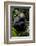 Africa, Uganda, Kibale National Park. Young male chimpanzee.-Kristin Mosher-Framed Photographic Print