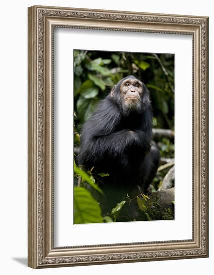 Africa, Uganda, Kibale National Park. Young male chimpanzee.-Kristin Mosher-Framed Photographic Print