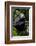 Africa, Uganda, Kibale National Park. Young male chimpanzee.-Kristin Mosher-Framed Photographic Print