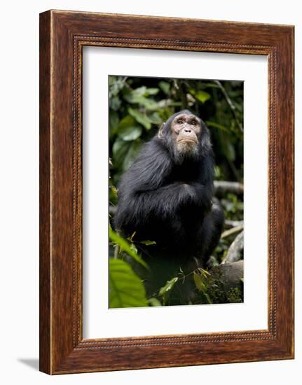 Africa, Uganda, Kibale National Park. Young male chimpanzee.-Kristin Mosher-Framed Photographic Print