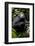 Africa, Uganda, Kibale National Park. Young male chimpanzee.-Kristin Mosher-Framed Photographic Print