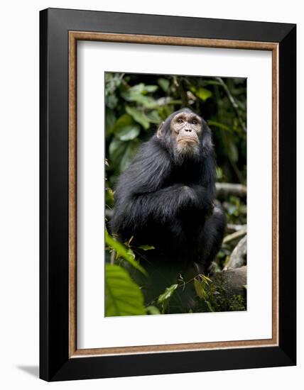 Africa, Uganda, Kibale National Park. Young male chimpanzee.-Kristin Mosher-Framed Photographic Print